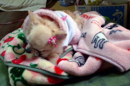 萌、美容からお戻り220090126.jpg