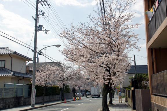 20100403の桜.jpg