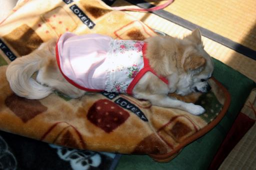 萌、夏物おニュー2.jpg