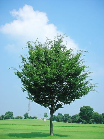 木と空