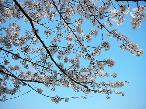 桜のピンクと空のブルー♪