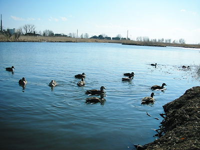 水郷公園