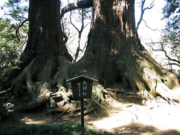 太郎杉