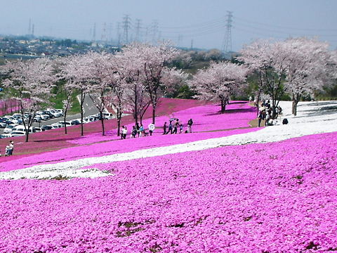 芝桜２