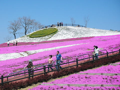 芝桜４