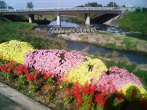 菊の花と粕川