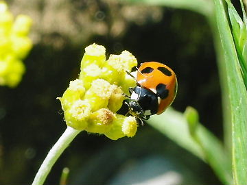 てんとう虫と花