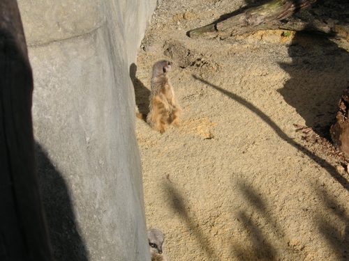 ミーヤキャットらしい