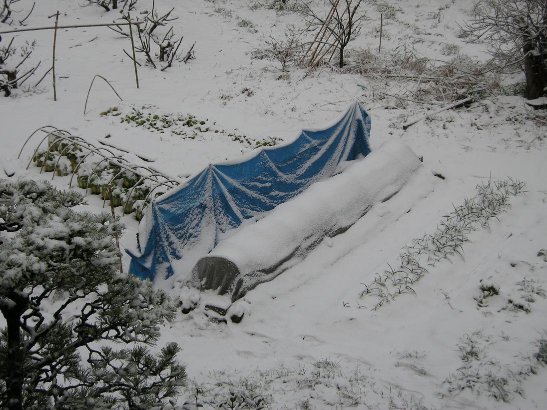 雪が積もった.JPG