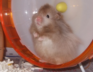 頑張ってました