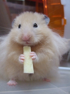 りんご♪　　～バロル～