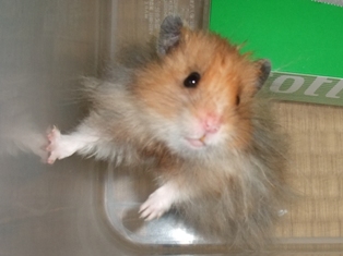 ぼくがパパだよ♪　～トール～