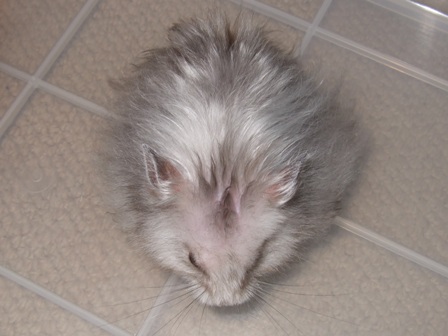 バジルも一生懸命