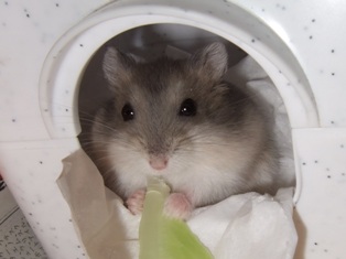 白くないけど「しろ」です