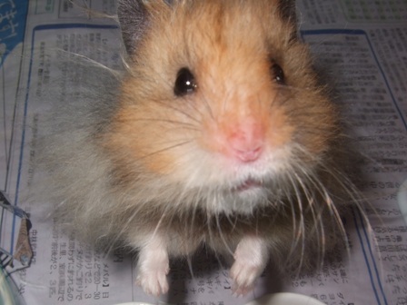 ・・・そっくりだね＾＾；