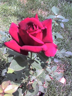 0606rose2.jpg