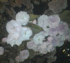 2008　造幣局の桜