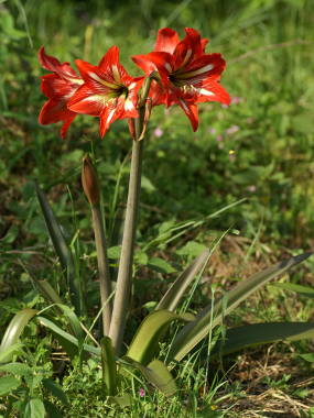 アマリリス地植え