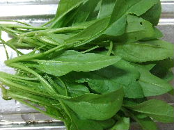 サラダほうれん草
