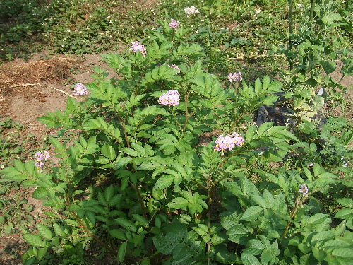 ジャガイモの花