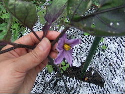 茄子の花