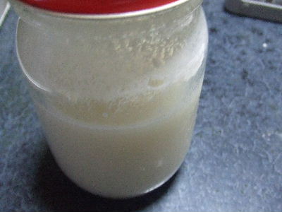 ヨーグルト酵母