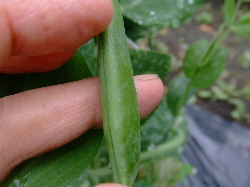 スナップエンドウ２