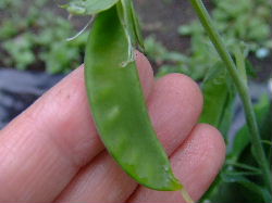 サヤインゲン２