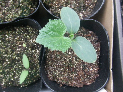 きゅうり（ポット蒔き）