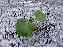 きゅうりの定植１