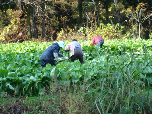 野菜取り.JPG