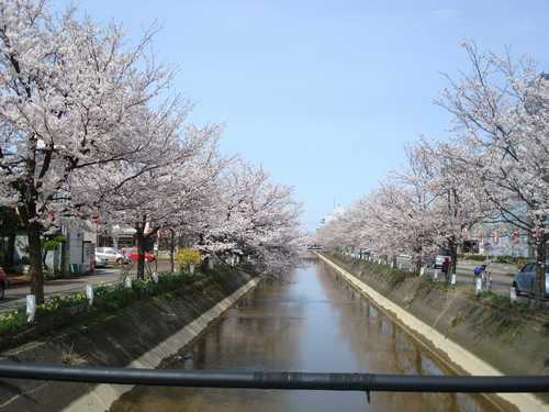 桜 (1).JPG