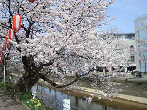 桜 (2).JPG
