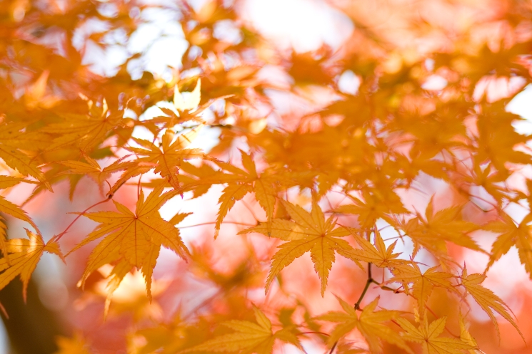 もみじ3