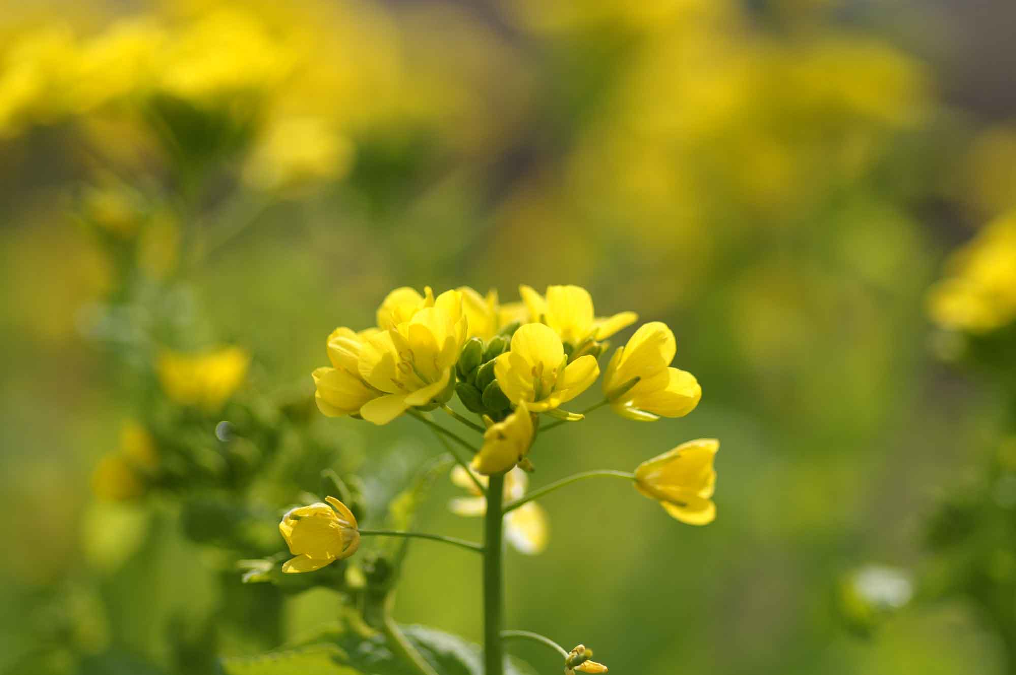 菜の花2