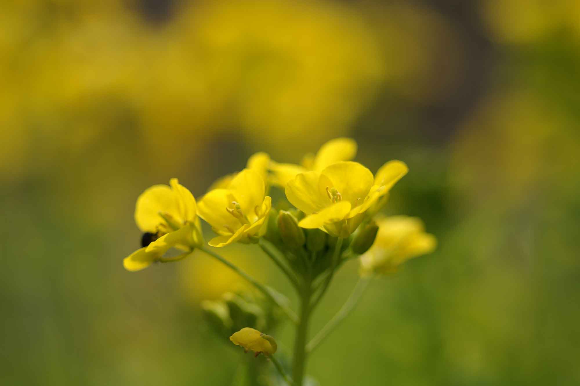 菜の花3