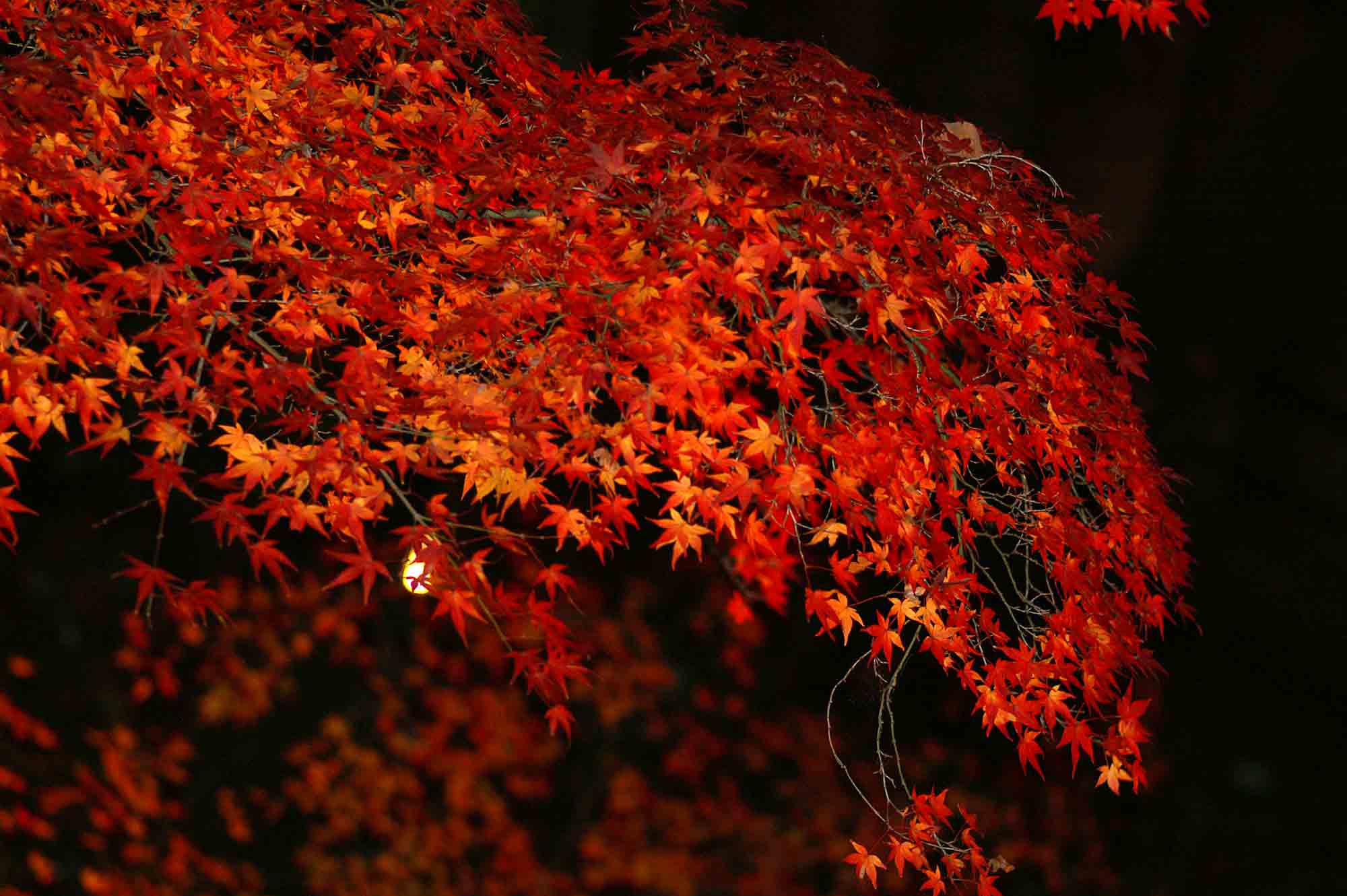 夜紅葉2
