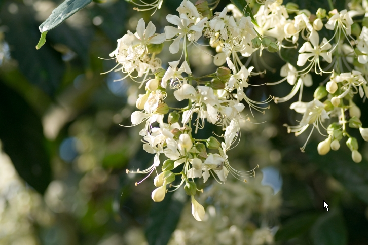 フラワーパーク7