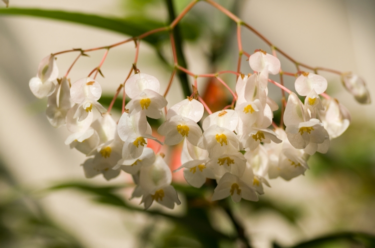 フラワーパーク2