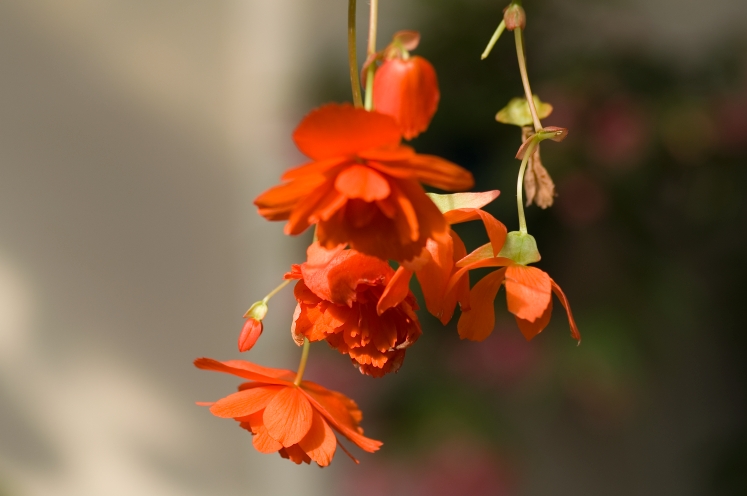 フラワーパーク3