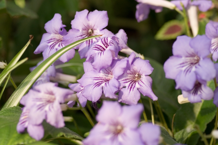 フラワーパーク4