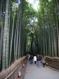 嵯峨野竹林001