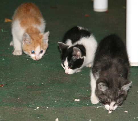 20100626ﾐｶ親子04.jpg