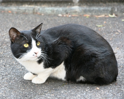 20110403白黒ｵﾔｼﾞ.jpg