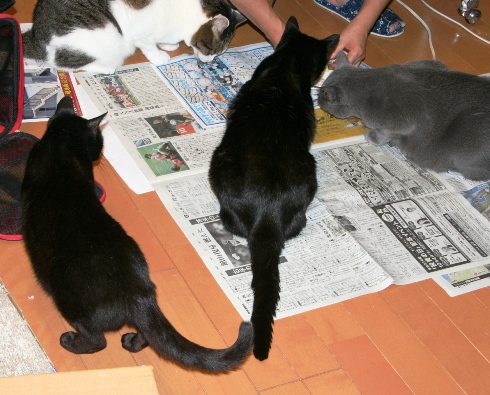 20110917ﾅﾅ_ﾌｰ_ﾛｶ02.jpg