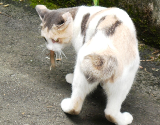 20080915ﾐｳ03.jpg