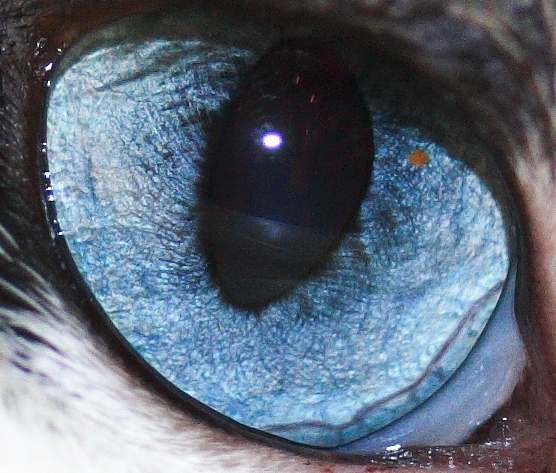 20071211ﾏﾈ右目.JPG