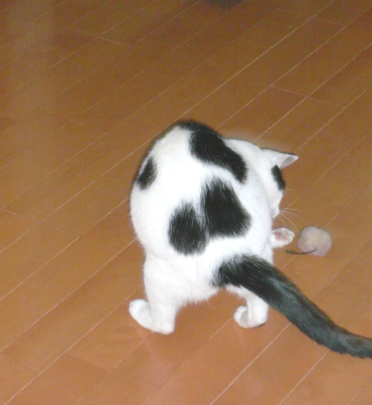 20090530ﾏﾈ03.jpg