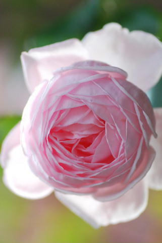 ナエマ５日目20101118.jpg