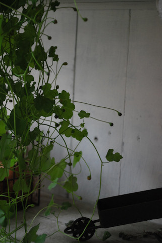 シンバラリア20100608.jpg